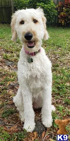 Goldendoodles female dog